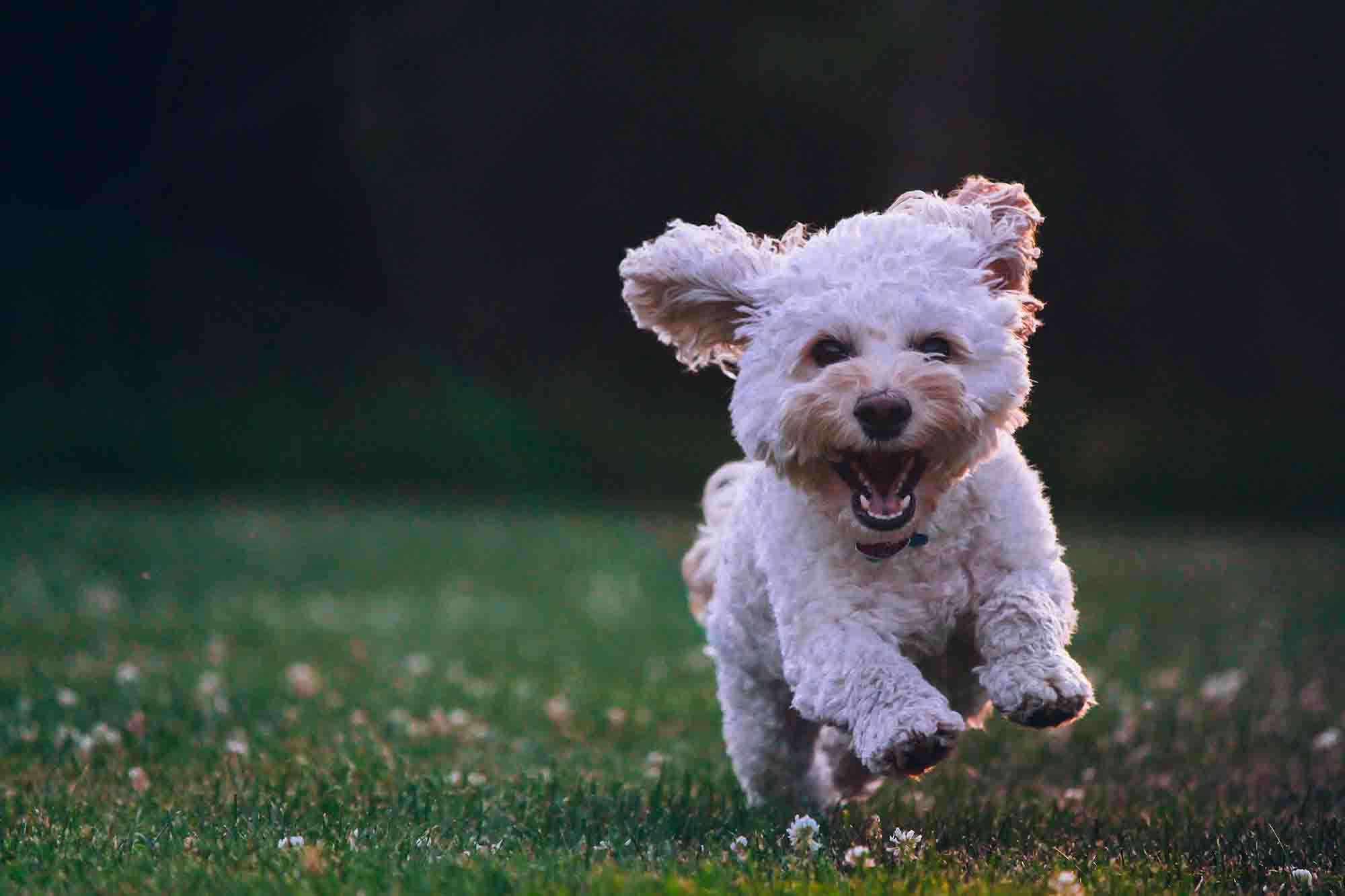 puppy running towards the camera, ears flopping in the breeze